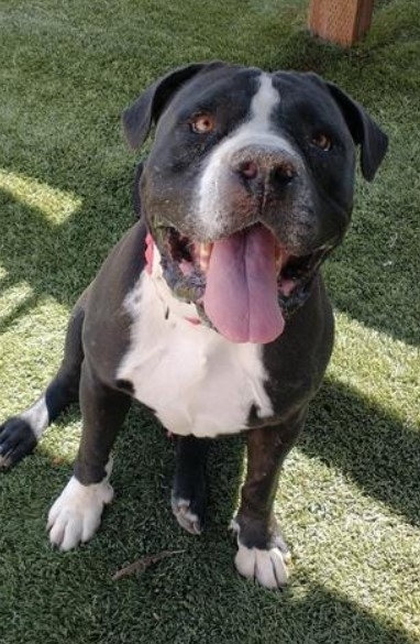 Pinal-County-Adopt-a-dog-a174923-Angus