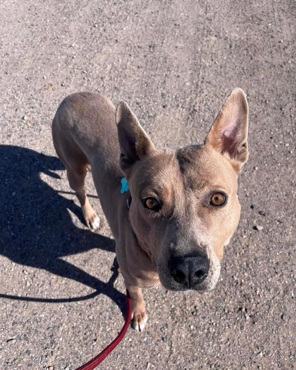 Bessy Pinal County Arizona Adoptable Dog 2022-04-17 - Bessy is a Pinal County Arizona Adoptable Dog as of the date of this posting! #PinalCountyArizona