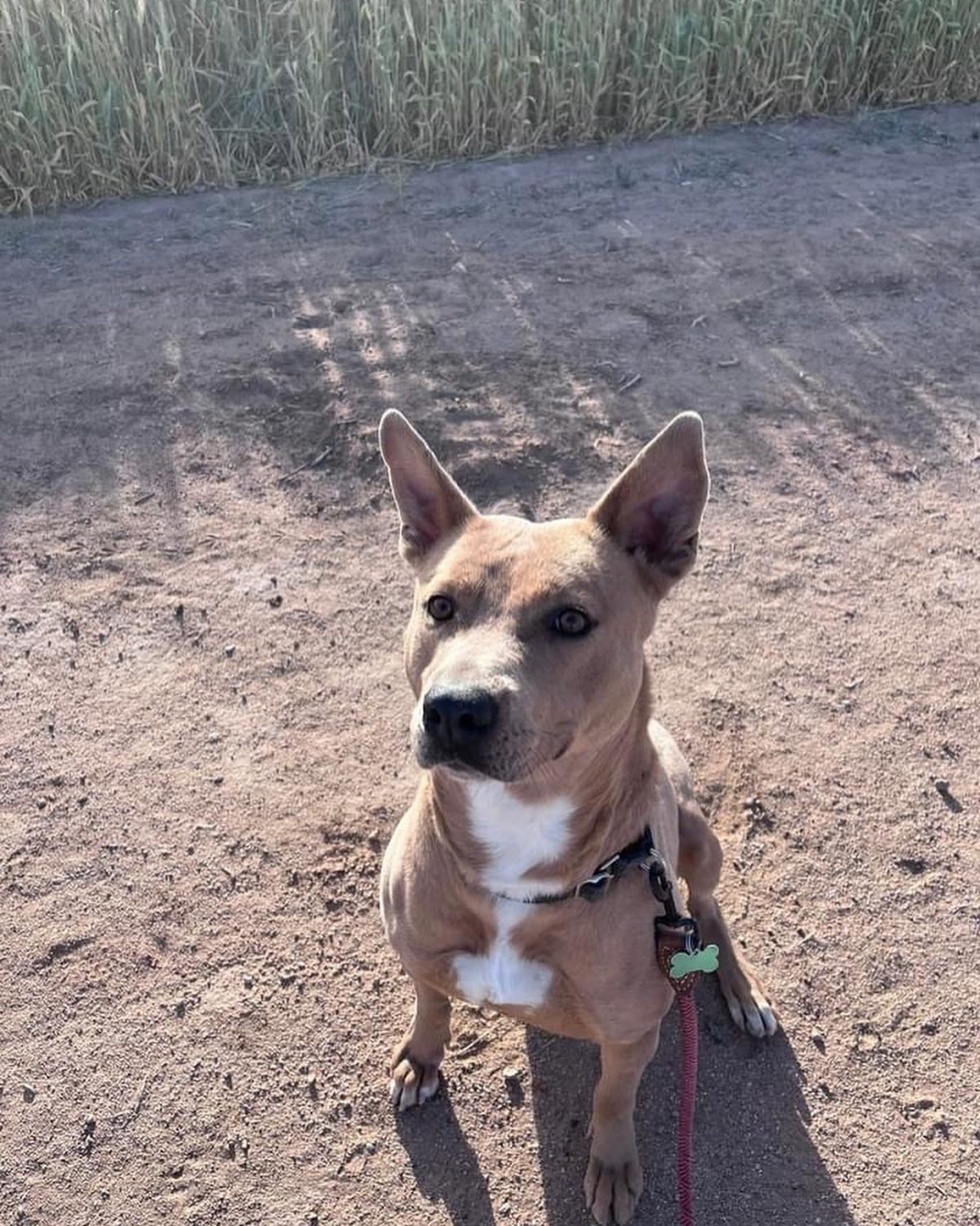 Bessy Pinal County Arizona Adoptable Dog 2022-04-17 - Bessy is a Pinal County Arizona Adoptable Dog as of the date of this posting! #PinalCountyArizona