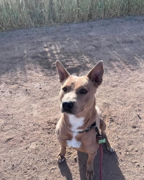 Bessy Pinal County Arizona Adoptable Dog 2022-04-17