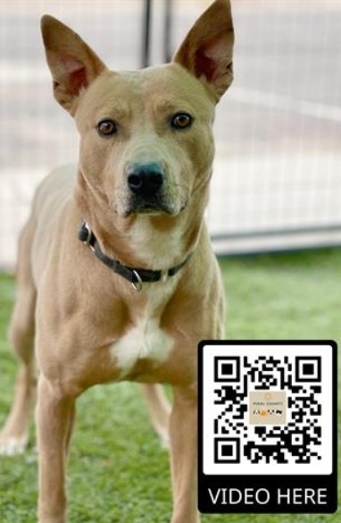 Bessy Pinal County Arizona Adoptable Dog 2022-04-17 - Bessy is a Pinal County Arizona Adoptable Dog as of the date of this posting! #PinalCountyArizona